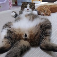 キャットシッター夏の陣、延べ２８０頭のお留守番でした