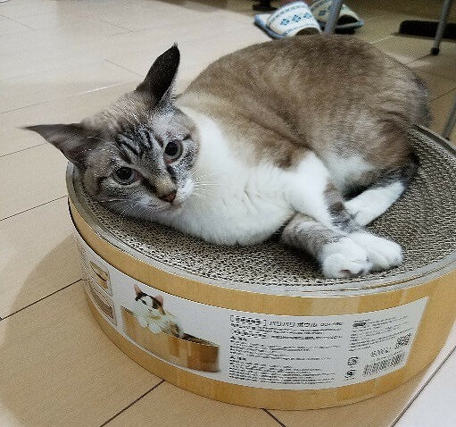 たんじょうびにもらったニャ