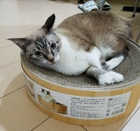 たんじょうびにもらったニャ