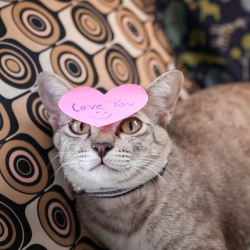 猫にどうしても愛されたい！猫に好かれる人になるための裏ワザ3選