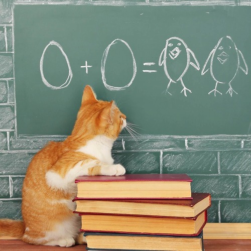 愛猫のためにペットの資格を取りませんか？猫に役立つ主な3つの資格