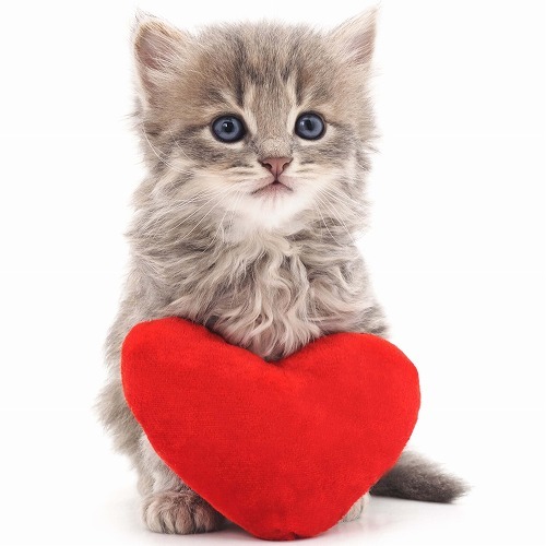 もしかして、私は猫に愛されてる？と思った時の猫とのエピソードとは