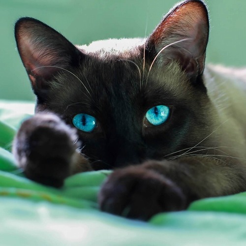 体の先端に色がつく不思議な柄・シャム猫などの「ポイント柄」の特徴とは