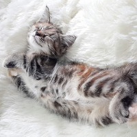 猫は寝るのが仕事？どうしてそんなに寝るのか猫の眠りの不思議を解説