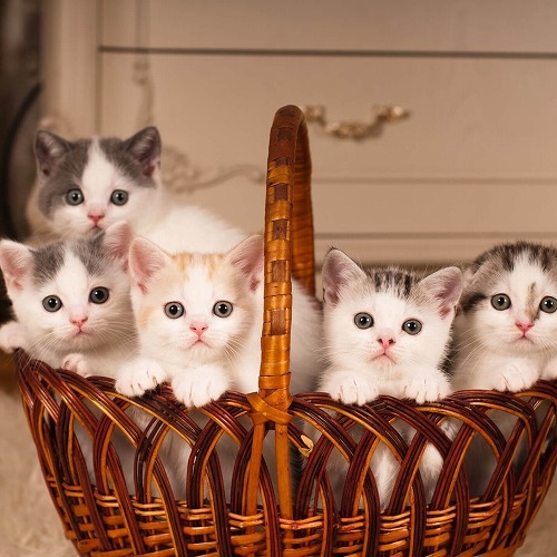 憧れの猫の多頭飼い。複数の猫と暮らす時の我が家のアイディアを公開！