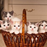 憧れの猫の多頭飼い。複数の猫と暮らす時の我が家のアイディアを公開！