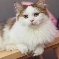 全問正解できるかな？猫のことならニャンでも知りたい猫種当てクイズ