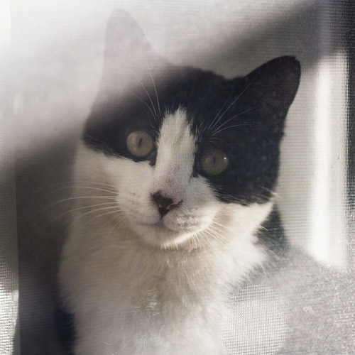 猫のしつけよりも大切なこと。猫に愛される飼い主ってどんな人？