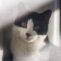 猫のしつけよりも大切なこと。猫に愛される飼い主ってどんな人？