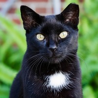 イエネコ修行中の飼い主さんに最初にお願いしたい3つのこと