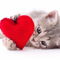 たまには猫にご褒美を♡愛猫のご機嫌が絶対良くなる3つのポイント