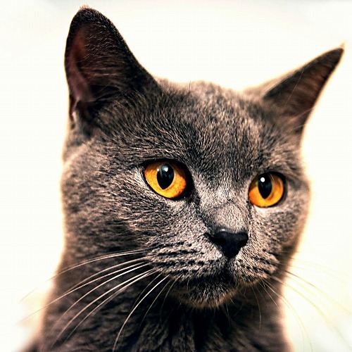 猫はどうしてマタタビが好きなの？猫にまつわる「なるほど」な話