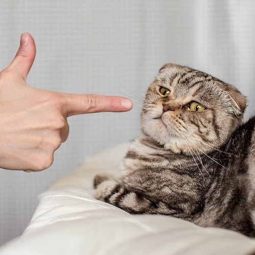 高齢猫さんと幸せに暮らすために。飼い主にしかできない3つのこと。