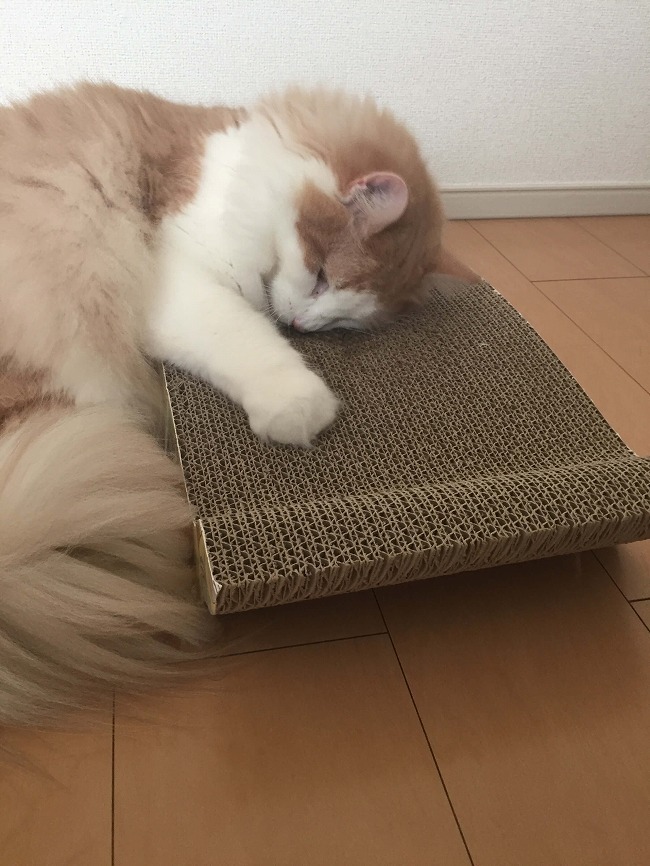 好き過ぎてたまらにゃい