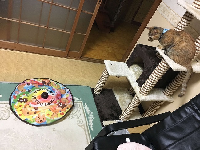 上からハンター