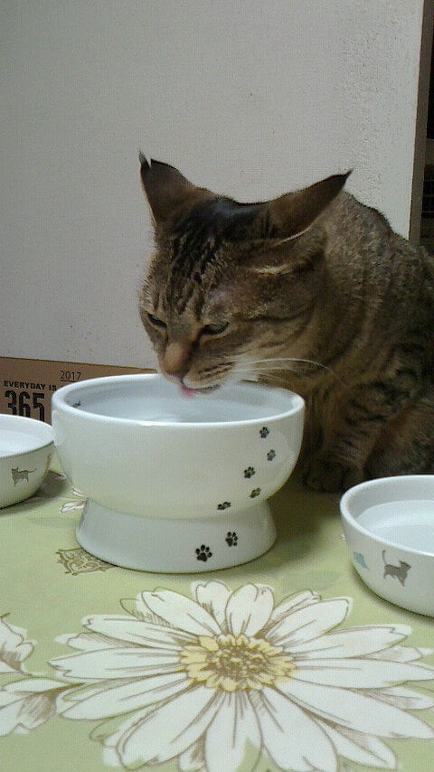 新鮮なお水は格別！