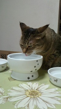 新鮮なお水は格別！