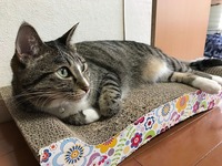 大好きなバリバリベッド❤️