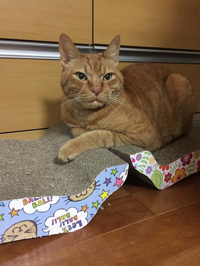 2個使いで満足！