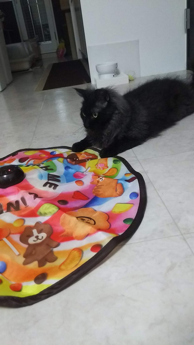 今度こそ捕まえる！