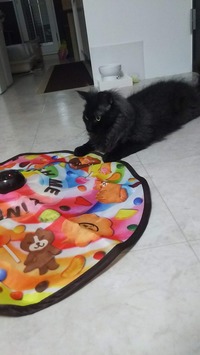 今度こそ捕まえる！