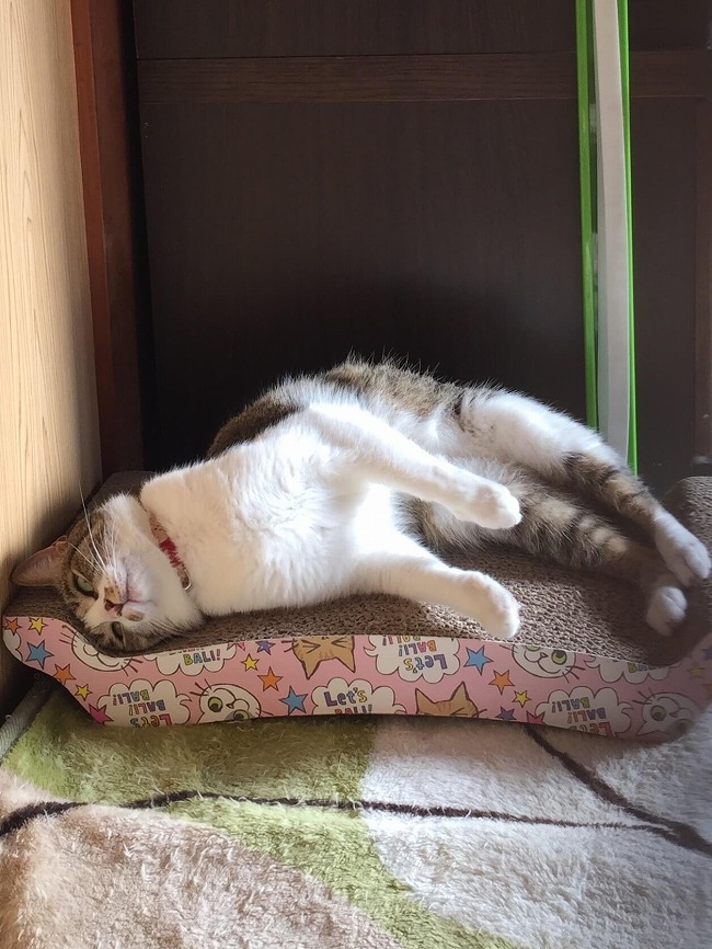 お気に入りの場所でお昼寝。