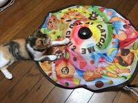 猫じゃらしが来るまで待ってるさかもと