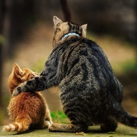 猫の世界には「父親」はいらない？実はとっても凄い猫の家族ライフ