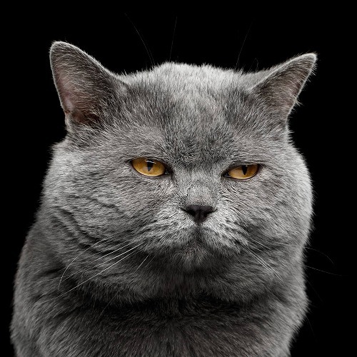 愛猫がなぜか突然ご機嫌ナナメ。一体どうして？猫が不機嫌になる理由