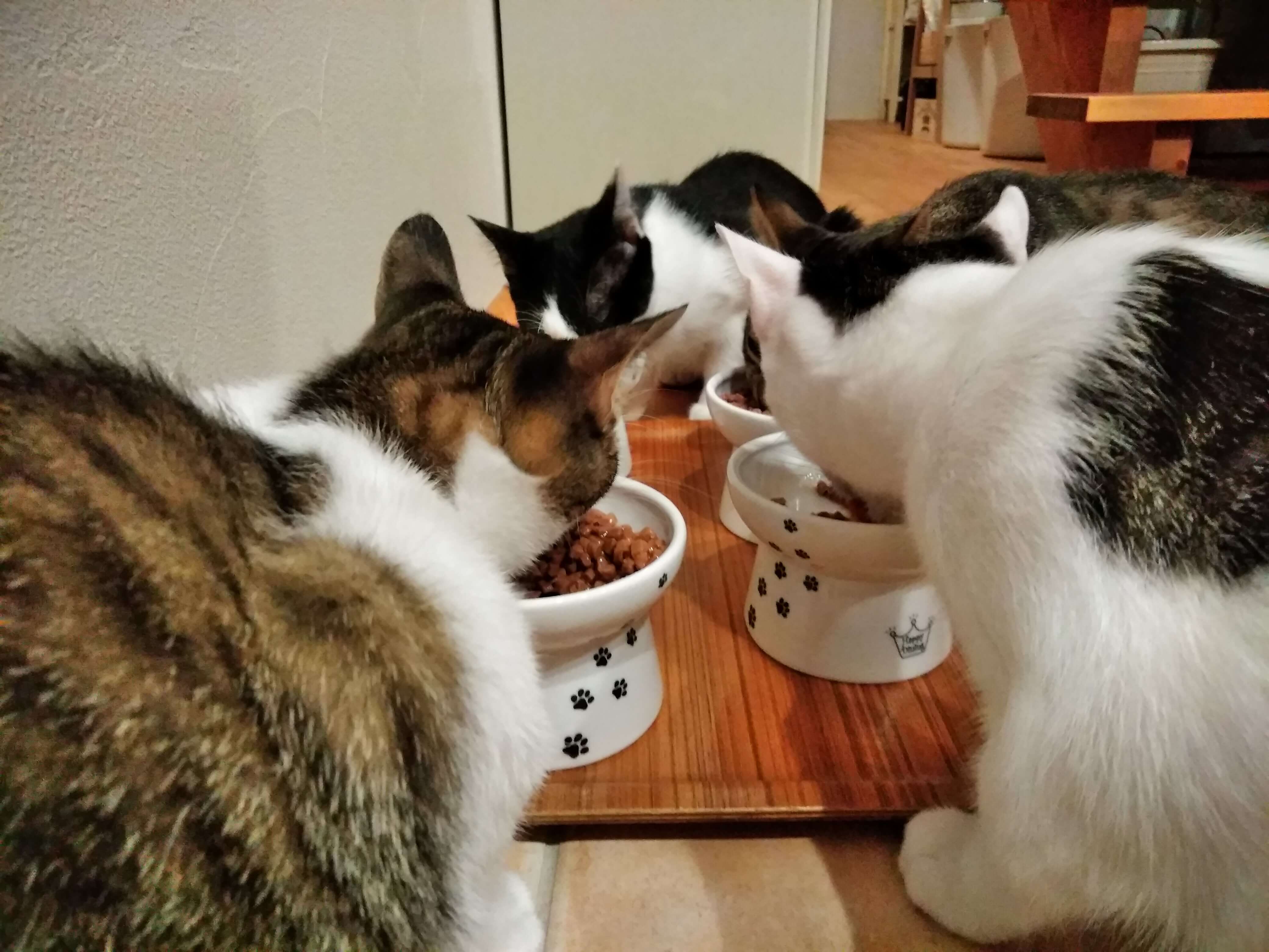 夜ごはんの風景