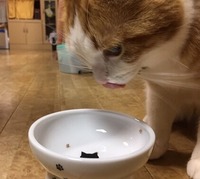 うまかったにゃ☆