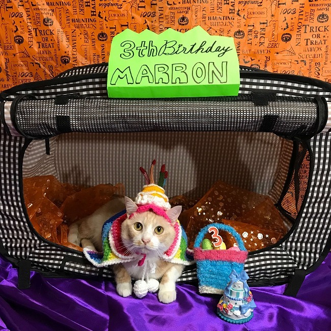 バースデーにゃん