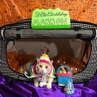 バースデーにゃん