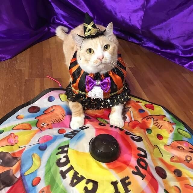 キャッチミーイフユーキャン2の虜