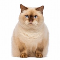 猫は飼い主さんのココが苦手。愛猫が嫌いなことを知っておこう