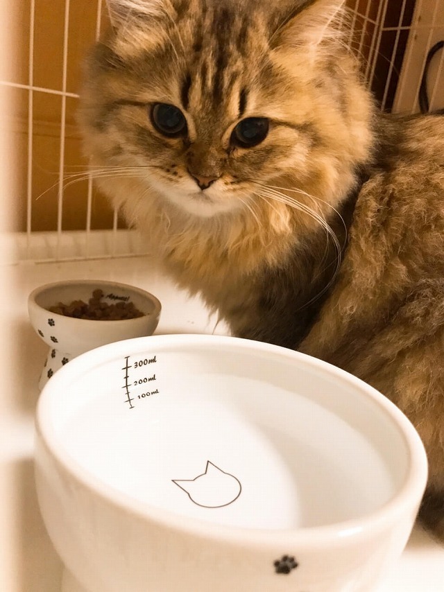 おいしい時間をパパラッチ！？