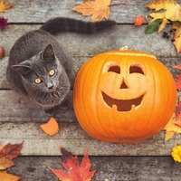もうすぐハロウィン♪猫が「魔性の生き物」だと言われる7つの理由