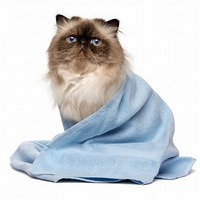 猫は笑わず友達が少ない…。猫の体の中の残念な仕組みとは