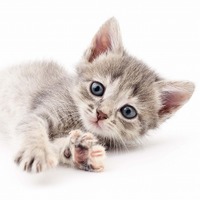 猫と暮らしている時に気になること。よくある相談ベスト3とは