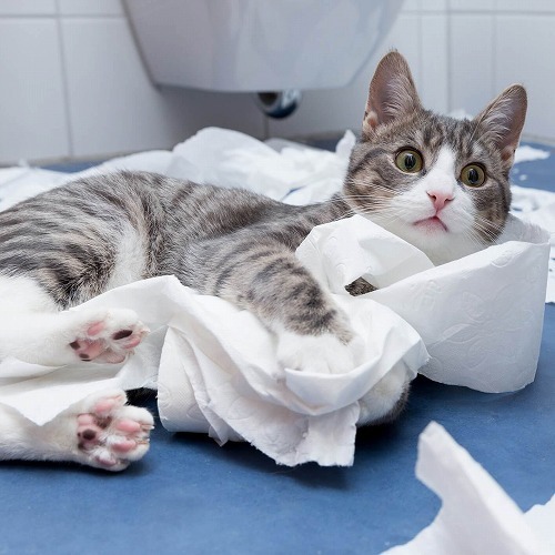 猫の困った行動を「習慣化している」のはあなたの方かも？解決する方法