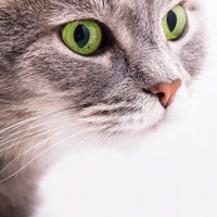 猫のヒゲの数は決まっている？実はとっても重要な猫のヒゲの役割