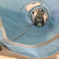 キャットトンネル購入