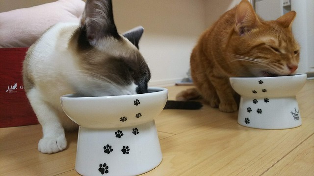 今日からお揃い♪