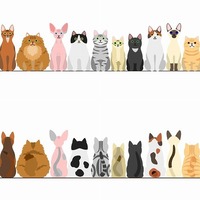 猫の性格は顔を見れば分かる？猫の見た目は3×6パターンあった！