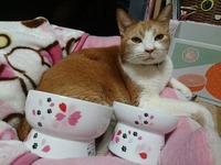 さくらに桜柄…