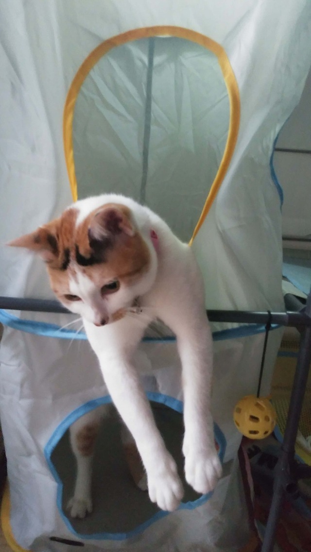 お気に入りのアスレチック