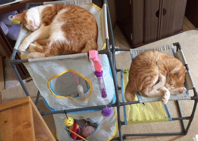 キャットプレイセンターで丸くなりスヤスヤ