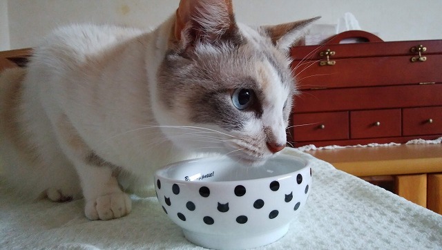 今日もおいしい