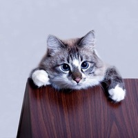 猫に「ここに乗らないで！」を教えたい。実際やって効果があった3つの方法