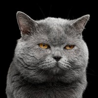 実は嫌なんだニャ…。猫が嫌がるけどついやりがちな飼い主さんのNG行動